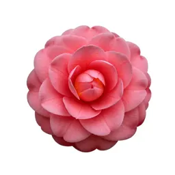 Camellia bloom