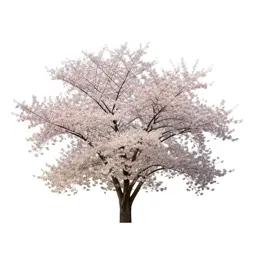 Cherry blossom cluster