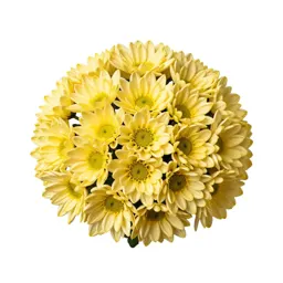 Chrysanthemum