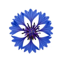 Cornflower