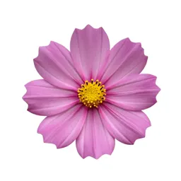Cosmos flower