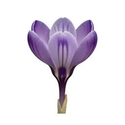 Crocus