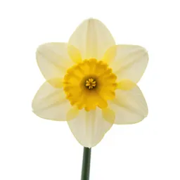 Daffodil