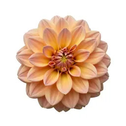 Dahlia with tight petals