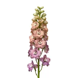 Delphinium stem