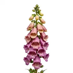 Foxglove spire