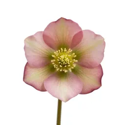 Hellebore nodding