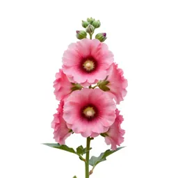 Hollyhock