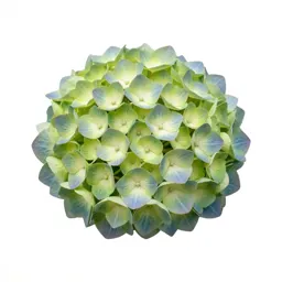 Hydrangea head