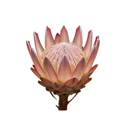 King protea