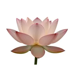 Lotus flower