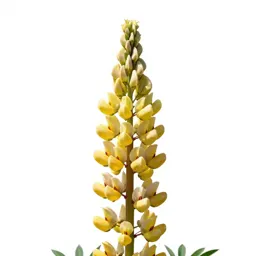 Lupin spike