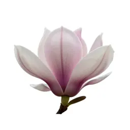 Magnolia flower