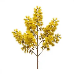 Manuka blossom branch