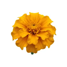 Marigold