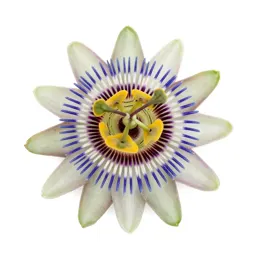 Passionflower