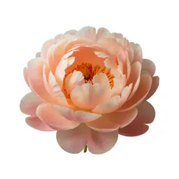 Peony opening