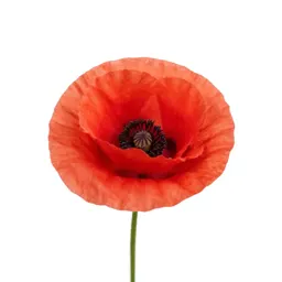Poppy