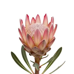 Protea bloom