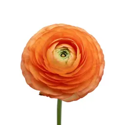 Ranunculus