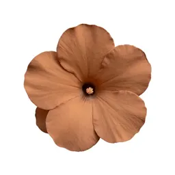 Rata bloom