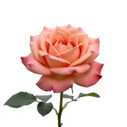 Single garden rose