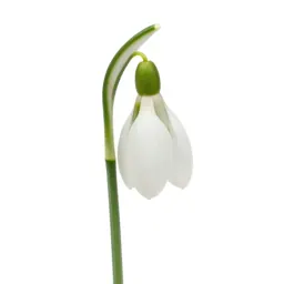 Snowdrop