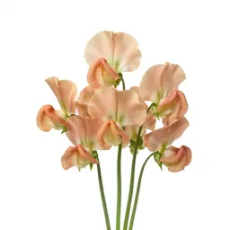 Sweet pea cluster