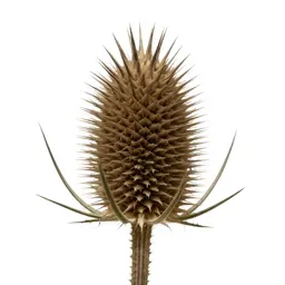 Thistle head