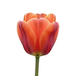 Tulip