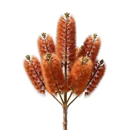 Waratah