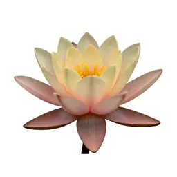 Water lily