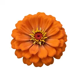 Zinnia