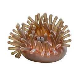 Anemone