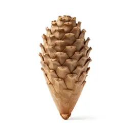 Echinacea cone