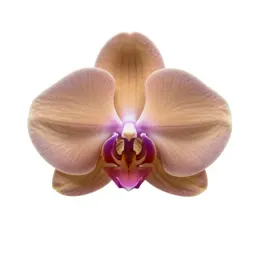 Orchid spray