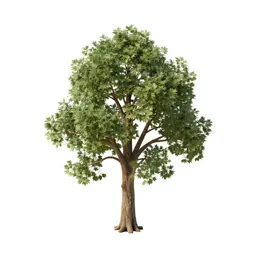Hall tree with hooks