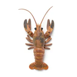 Brine shrimp