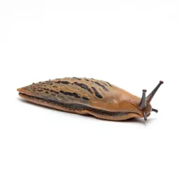 Garden slug