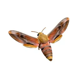 Hawk moth in flight