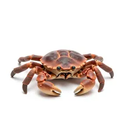 Horseshoe crab