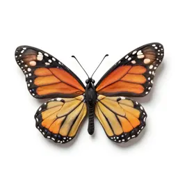 Monarch butterfly with open wings