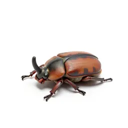 Rhinoceros beetle