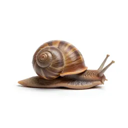 Snail on a wet stem