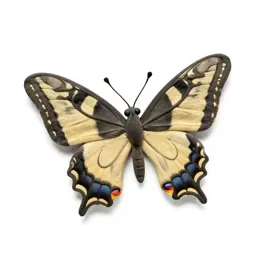 Swallowtail butterfly