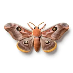 Atlas moth