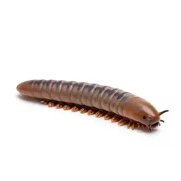 Earthworm in soil