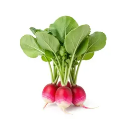 Bunch of radishes with tops