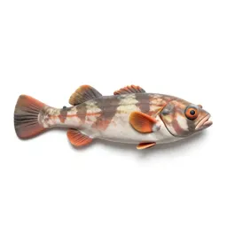 Barreleye fish