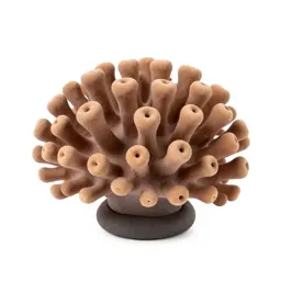 Coral polyp colony